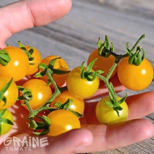 graine tomate des Galapagos