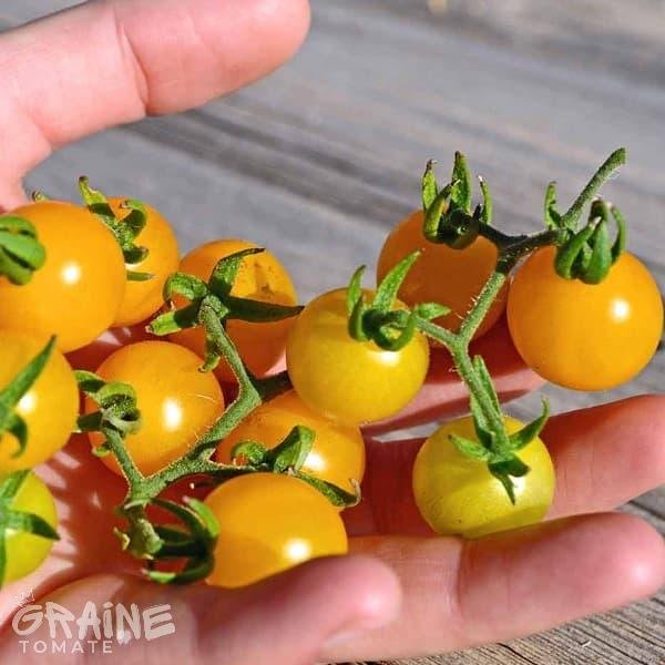 graine tomate des Galapagos