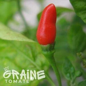 graine poivron Red chili small