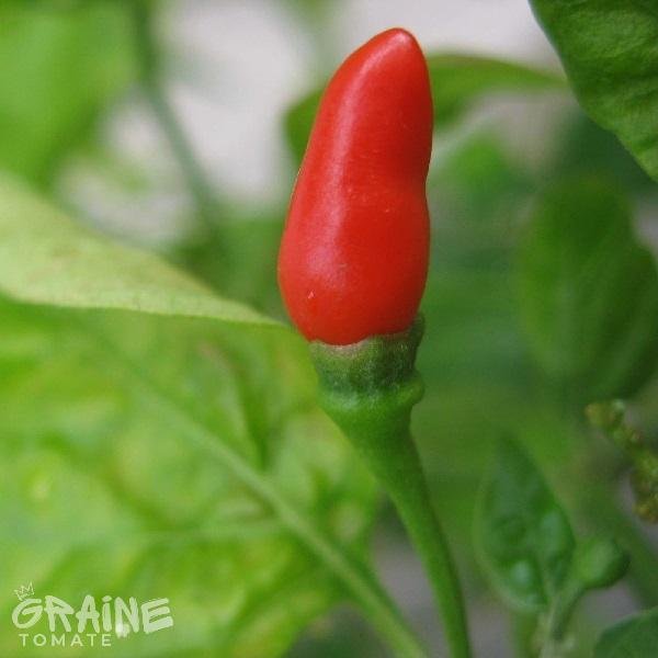 graine poivron Red chili small