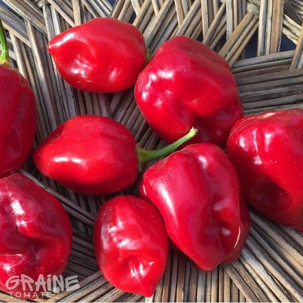 Graine Piment Habanero rouge