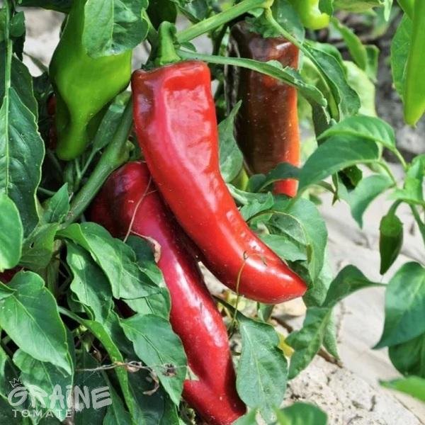 graine poivron Corne de taureau rouge