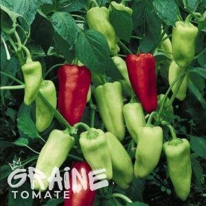 graine poivron Peleus