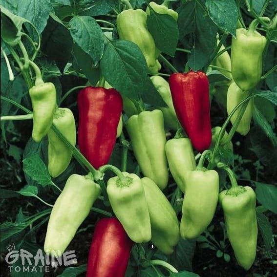 graine poivron Peleus