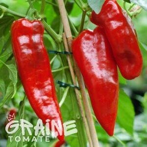 Graine poivron Rouge de Majorque