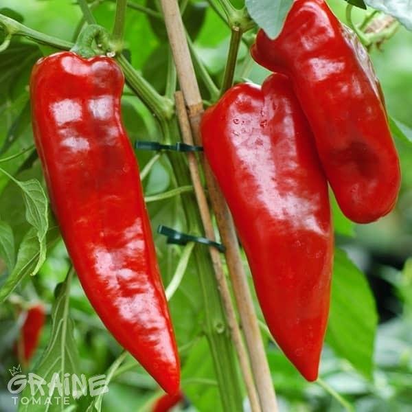 Graine poivron Rouge de Majorque