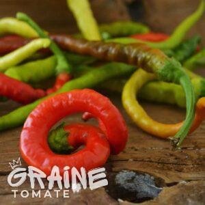 Graine piment Goat Horn (piment fort, piment rouge)