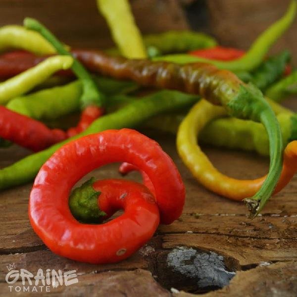 Graine piment Goat Horn (piment fort, piment rouge)