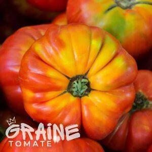 graine tomate Flame(tomate ancienne)