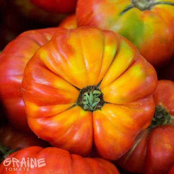 graine tomate Flame(tomate ancienne)