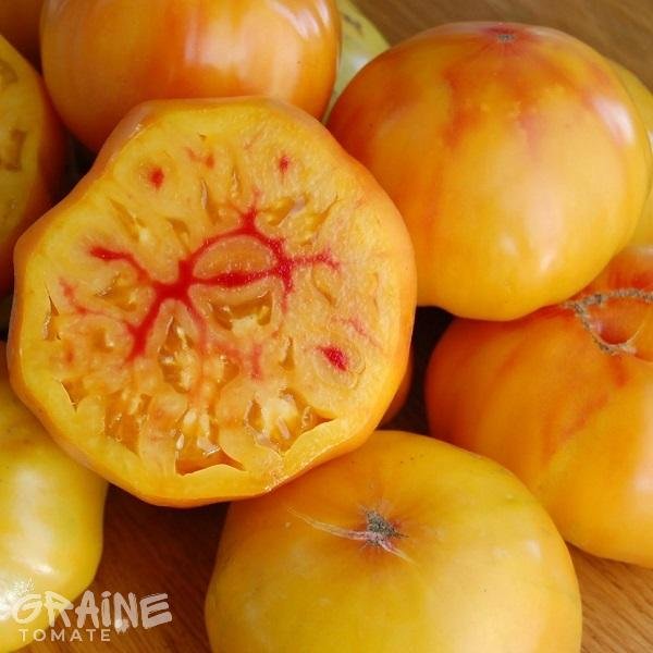 graine tomate Gold Medal