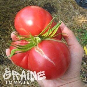 Graine tomate Oaxacan Pink (tomate ancienne)