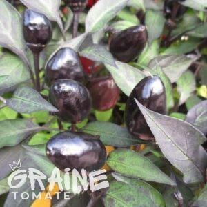 graine piment Black Olive