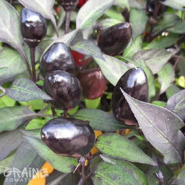 graine piment Black Olive