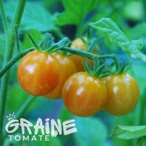 Tomate Cerise bicolore