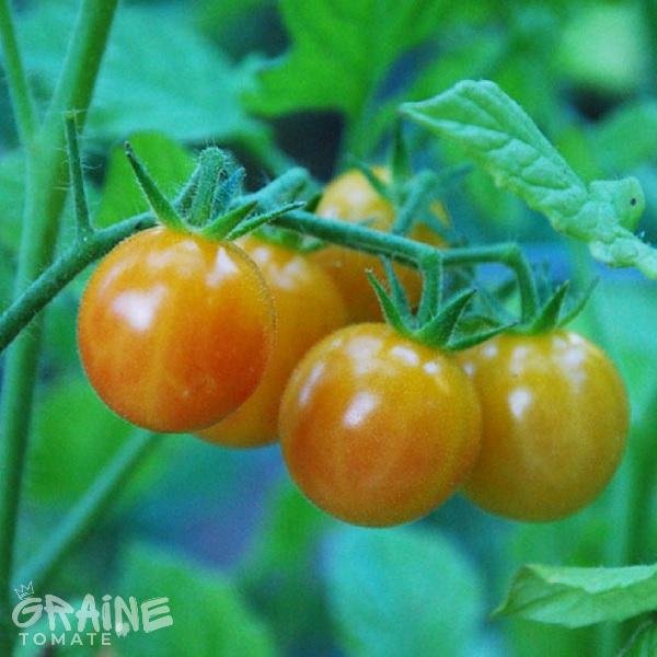 Tomate Cerise bicolore