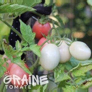 Graine Tomate Pink Thai Egg (graine tomate cerise)