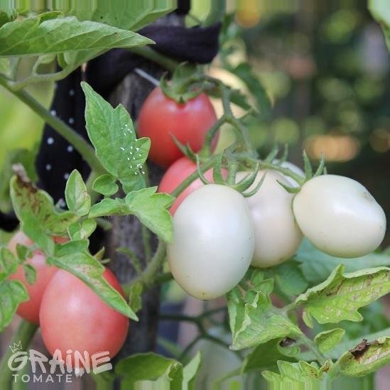 Graine Tomate Pink Thai Egg (graine tomate cerise)