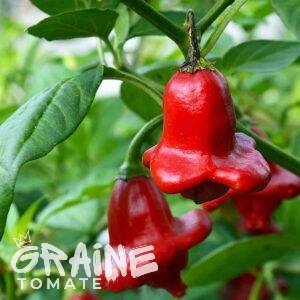 Graine piment Cambuci - Bishop crown