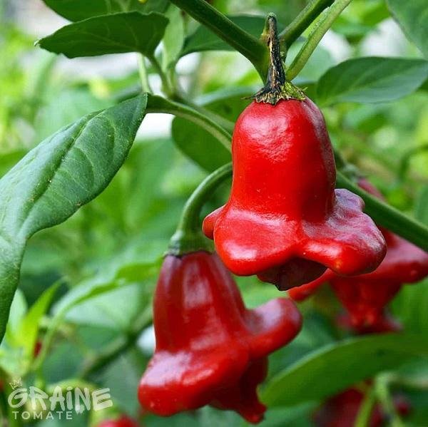 Graine piment Cambuci - Bishop crown