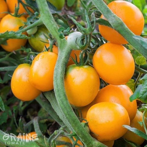 Graine tomate Orange Cherry (tomate ancienne)