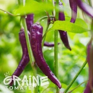 Graine Piment de cayenne violet