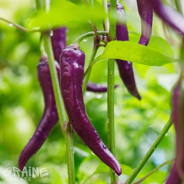 Graine Piment de cayenne violet