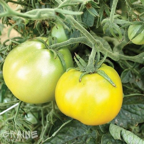 Graine Tomate Lime Green Salad