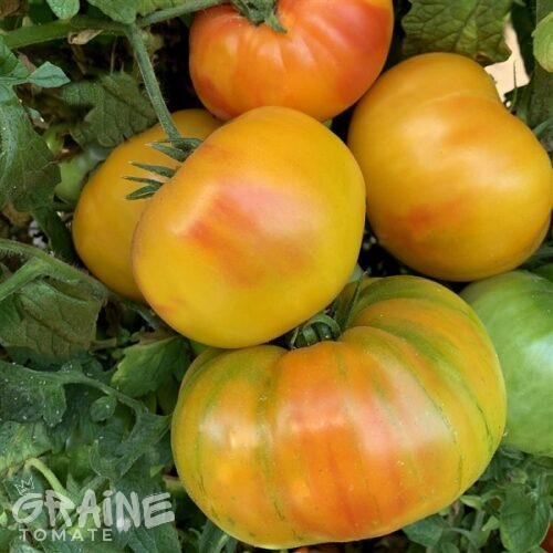 Graine tomate Marvel Striped