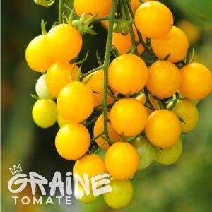 graine tomate Goldkrone