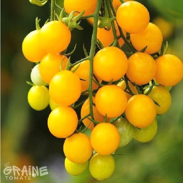 graine tomate Goldkrone