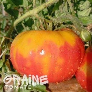 graine tomate Muchamiel (tomate ancienne)