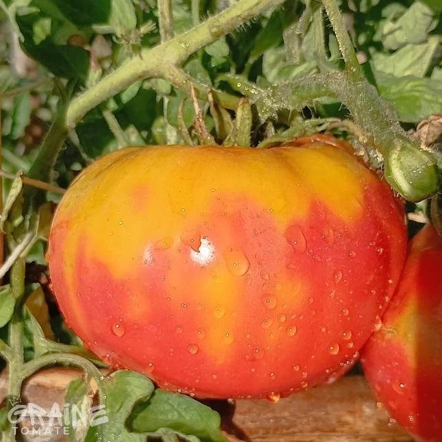 graine tomate Muchamiel (tomate ancienne)