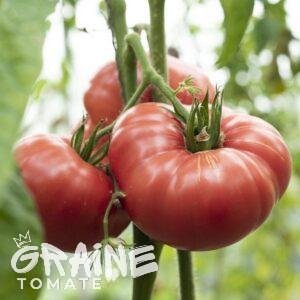 Graine Tomate Prudens Purple (tomate ancienne)