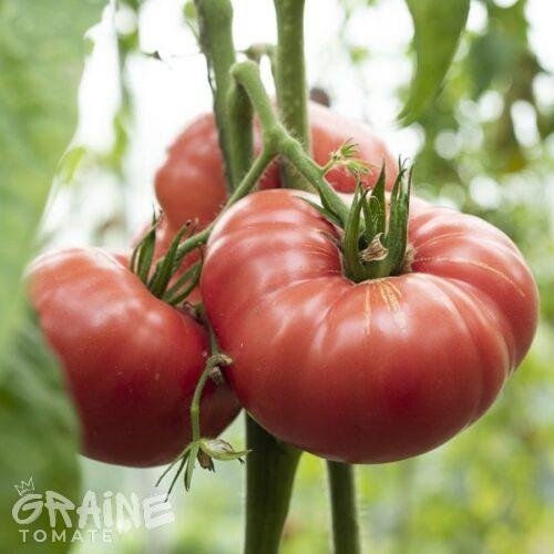 Graine Tomate Prudens Purple (tomate ancienne)