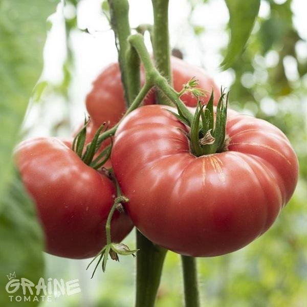 Graine Tomate Prudens Purple (tomate ancienne)