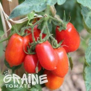 Graine tomate Roma (tomate pour coulis)