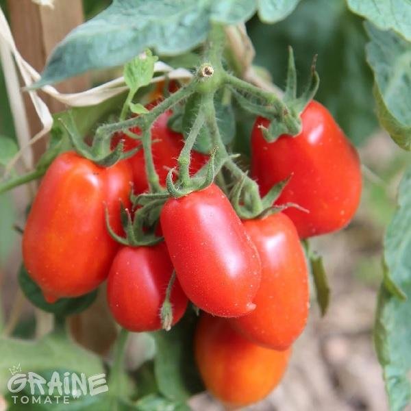 Graine tomate Roma (tomate pour coulis)
