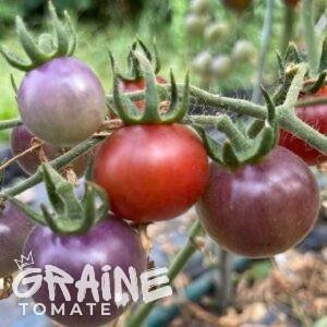 graine tomate blue pitts (tomate cerise bleue)