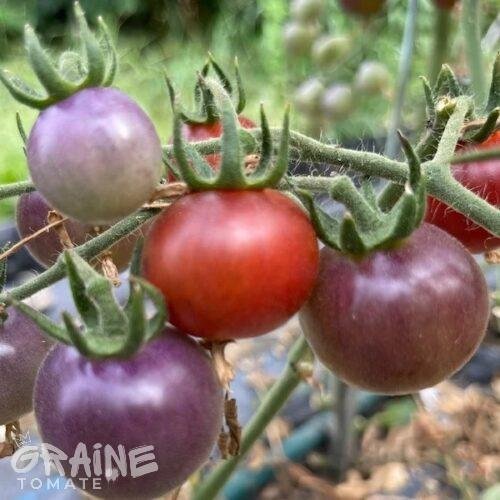 graine tomate blue pitts (tomate cerise bleue)