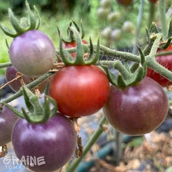 graine tomate blue pitts (tomate cerise bleue)