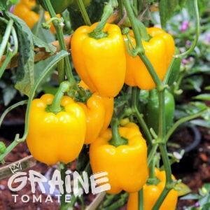 graine poivron California Wonder jaune