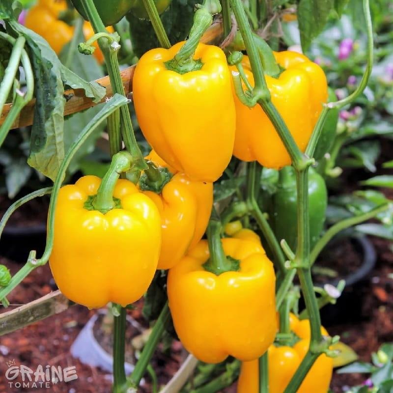 graine poivron California Wonder jaune