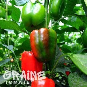 graine poivron California Wonder rouge