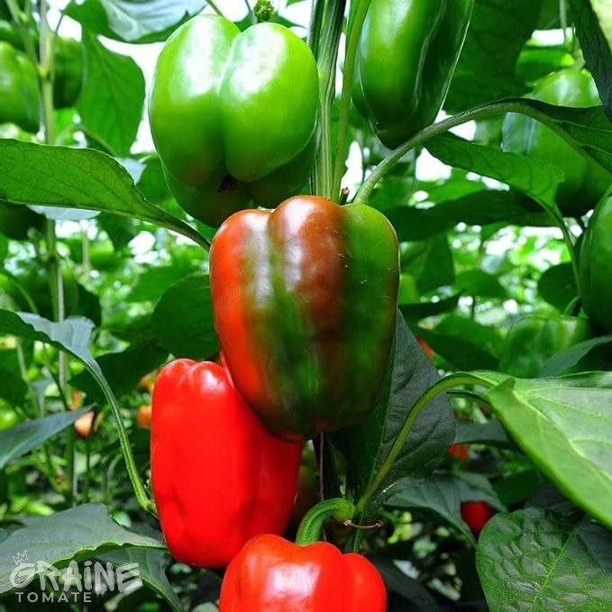 graine poivron California Wonder rouge