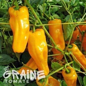 Graine Poivron Petit Marseillais