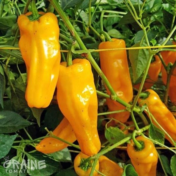 Graine Poivron Petit Marseillais