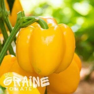 graine poivron Quadrato d'Asti jaune