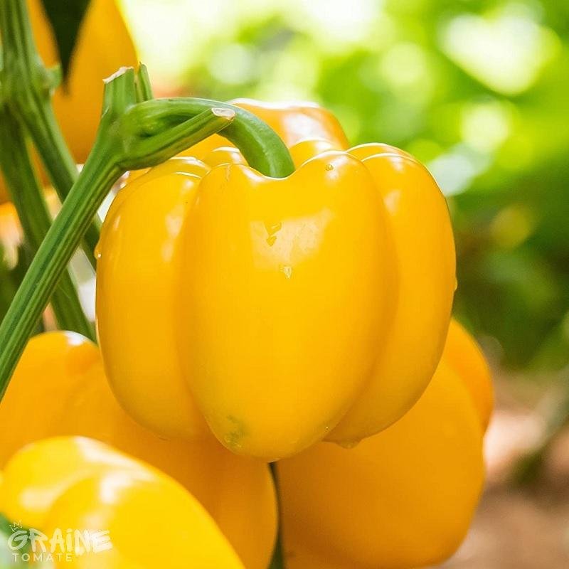 graine poivron Quadrato d'Asti jaune