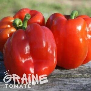 graine poivron Quadrato d'Asti rouge